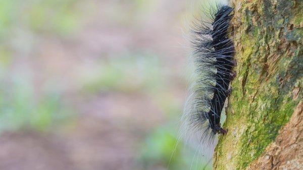 Chenilles processionnaires : quand et comment intervenir pour protéger votre environnement
